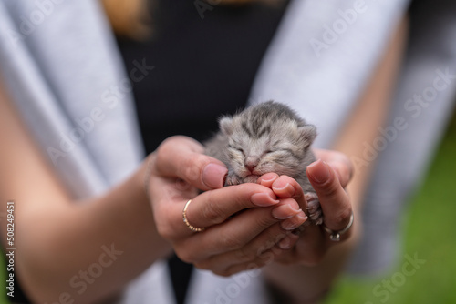 Adorable little newborn kitten sleeping in girl hands, close up. Very small cute one day old gray kitten in female hands