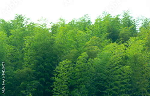 green forest in the morning © 상만 배