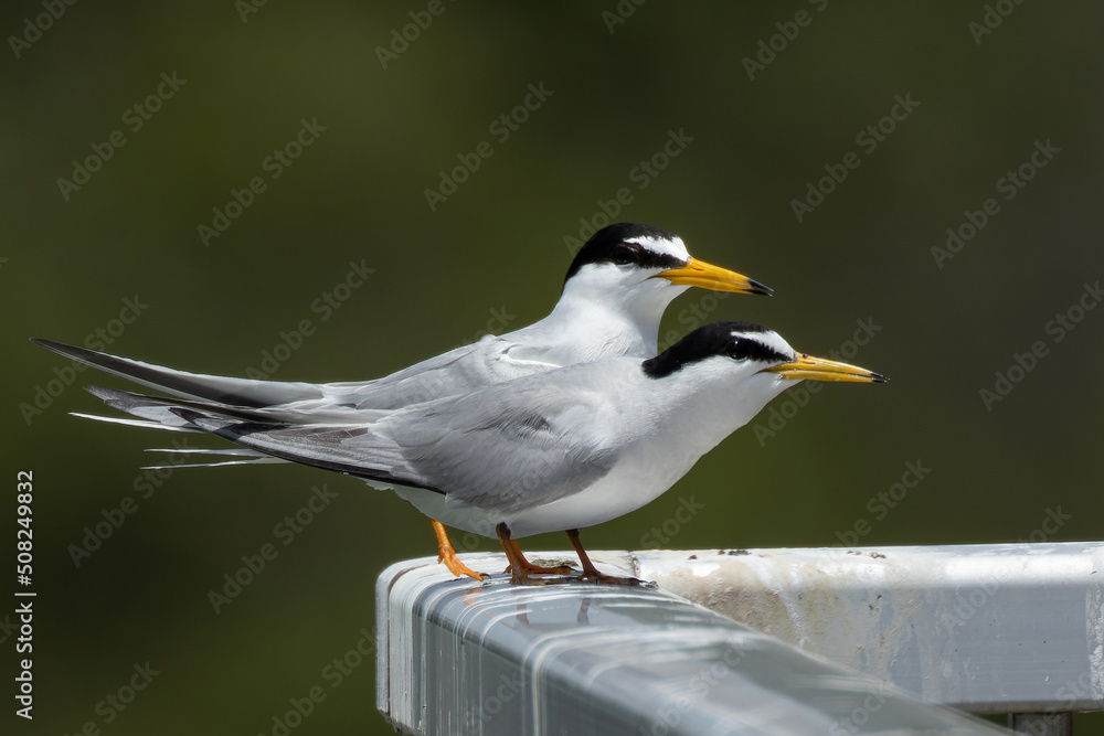 Fototapeta premium 寄り添いあうコアジサシ達