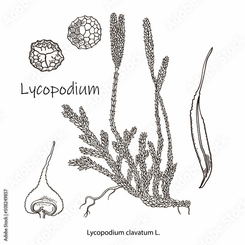 Lycopodium or Ground pines or Creeping cedar, vintage botanical illustration. Isolated drawing.Medicine.Nature. photo