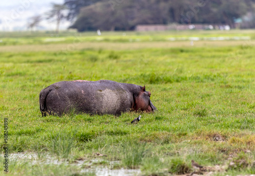 Hippo in Amboseli National Park, Kenya, Africa