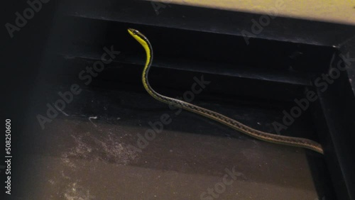 A curious bronze back tree-snake slithers on top of a window on a gloomy day. photo