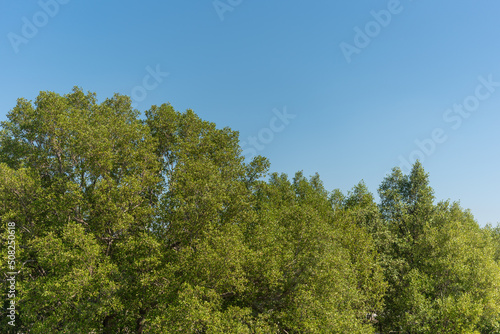 tree mangrove forest encroached nature magic system