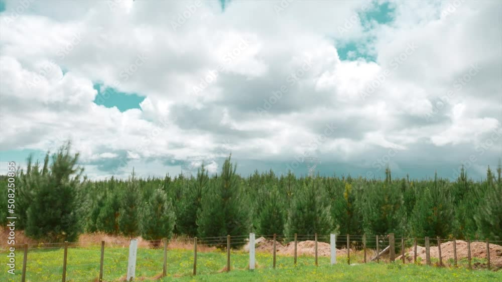 Christmas Pine tree plantation with clouds moving, Timelapse Christmas Pine tree plantation with clouds moving, Timelapse