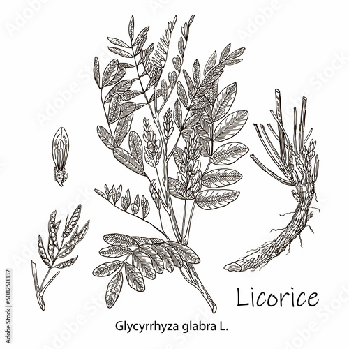 Liquorice. Vector hand drawn plant. Botanical plant illustration. Vintage medicinal plant sketch.