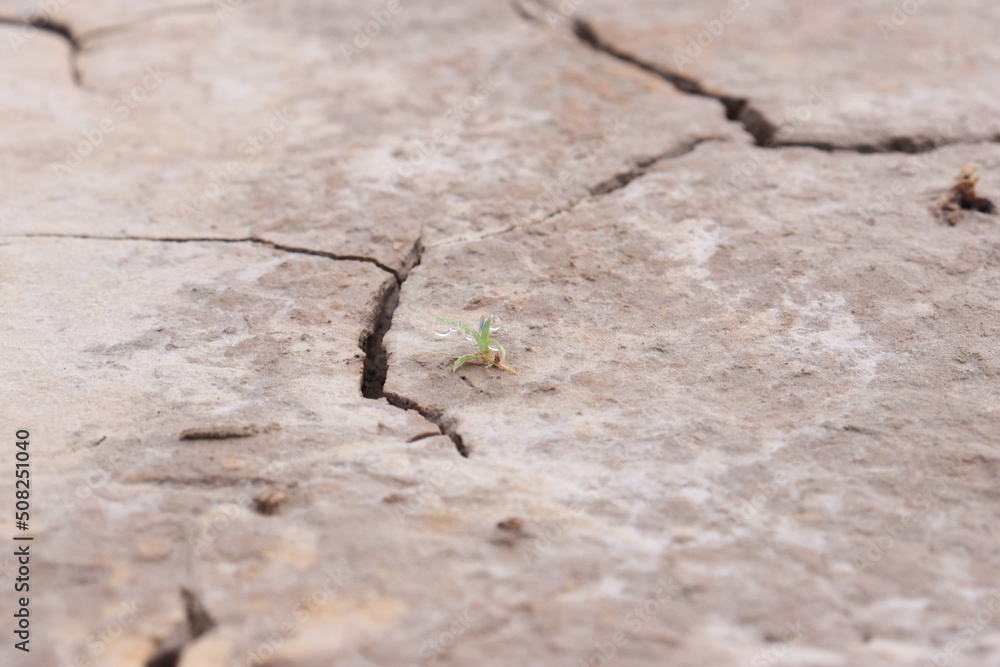 Top view of the dried up cracked soil. Drought, crop failure, global warming, climate change concept. Abstract texture background Top view of the dried up cracked soil. Drought, crop failure, global warming, climate change concept. Abstract texture background