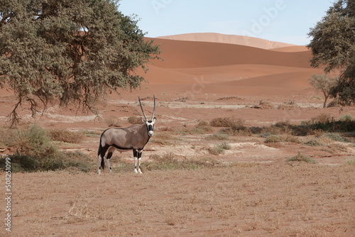 Oryx Antilope in den Dünen