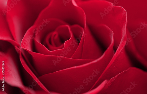 Close up red rose flower. Abstract background. Macro. Selective focus. Soft focus. 