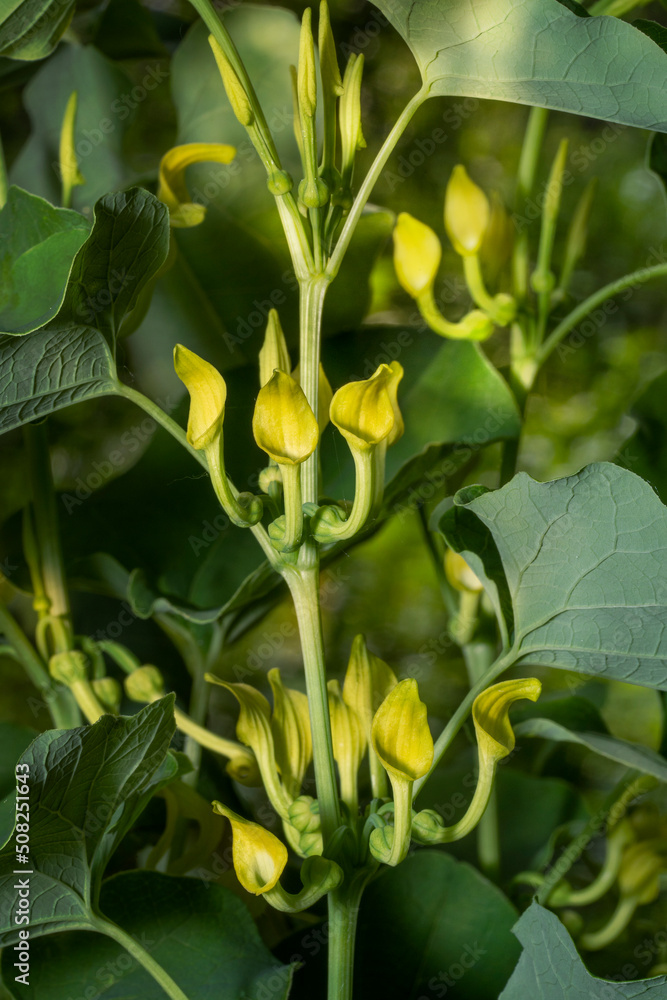Aristolochia Clematitis