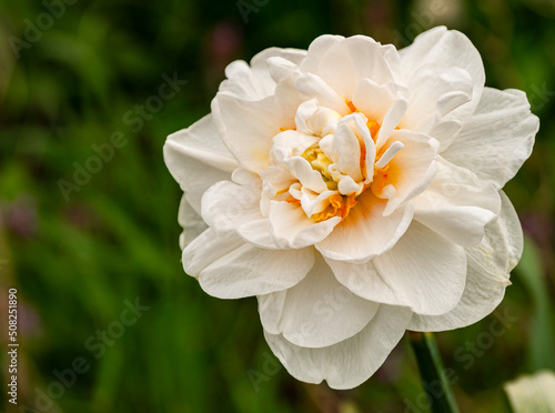 Flower decorative two-tone white with orange Narcissus (Latin Narcissus) photo