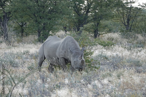 Nashorn in der Wildnis