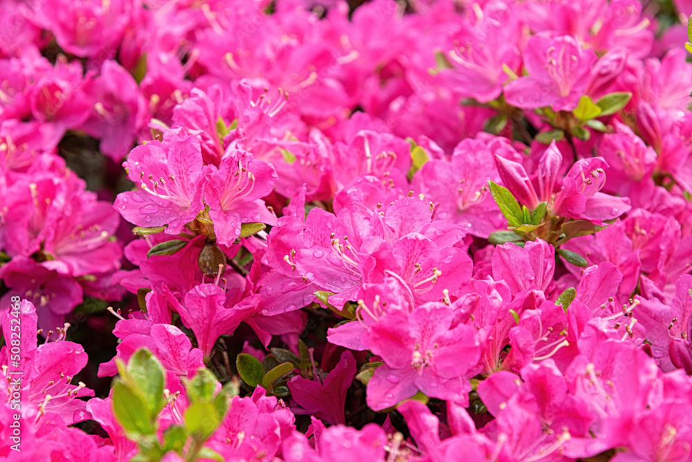 Pink rhododendron flowers in spring park Pink rhododendron flowers in spring park