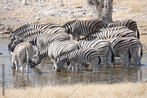 Zebra Herde im Wasser