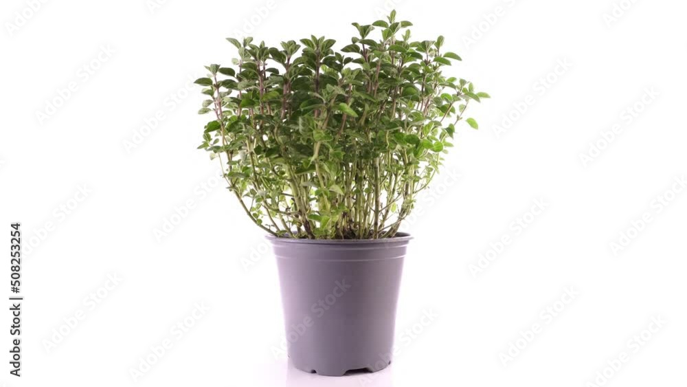 Oregano Kräuter im Blumentopf - Drehteller Oregano Kräuter im Blumentopf - Drehteller