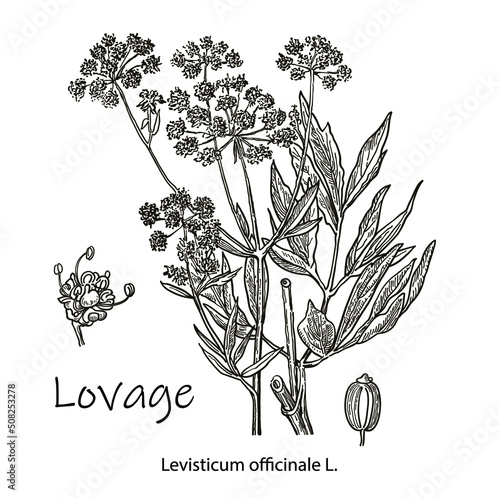 Lovage -levisticum officinale, culinary and medicinal herb. Hand drawn botanical vector illustration