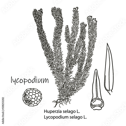 Huperzia selago.Herbaceous plant listed in the red book.Very poisonous.Isolated drawing.Medicine.Nature.