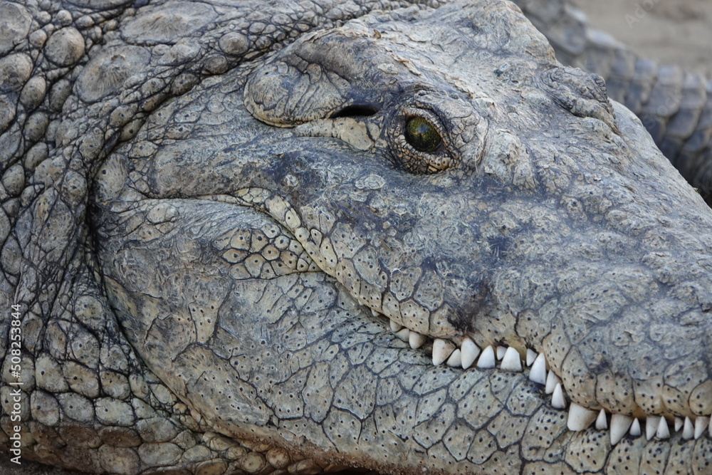 Krokodil Krokodil