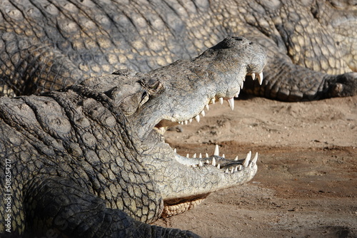 Krokodil mit offenem Mund