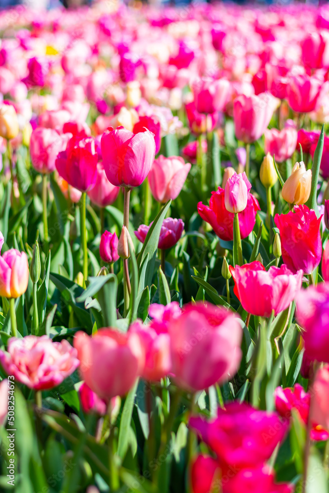 Fototapeta premium View of pink and violet tulip field at Netherlands. Beautiful flower in bloom, soft color and bokeh background.