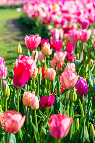 View of pink and violet tulip field at Netherlands. Beautiful flower in bloom, soft color and bokeh background.