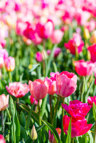 View of pink and violet tulip field at Netherlands. Beautiful flower in bloom  soft color and bokeh background.