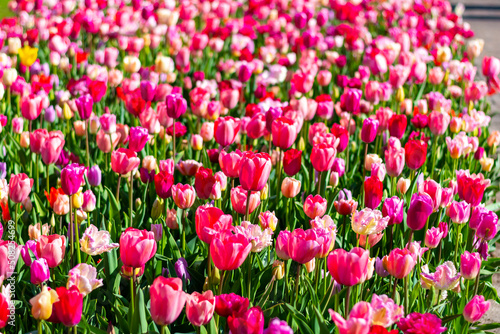 View of pink and violet tulip field at Netherlands. Beautiful flower in bloom, soft color and bokeh background.