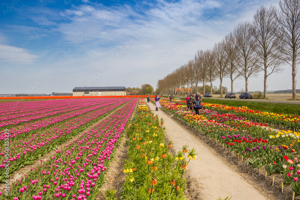 People walking in the tulip field in spring, Netherlands