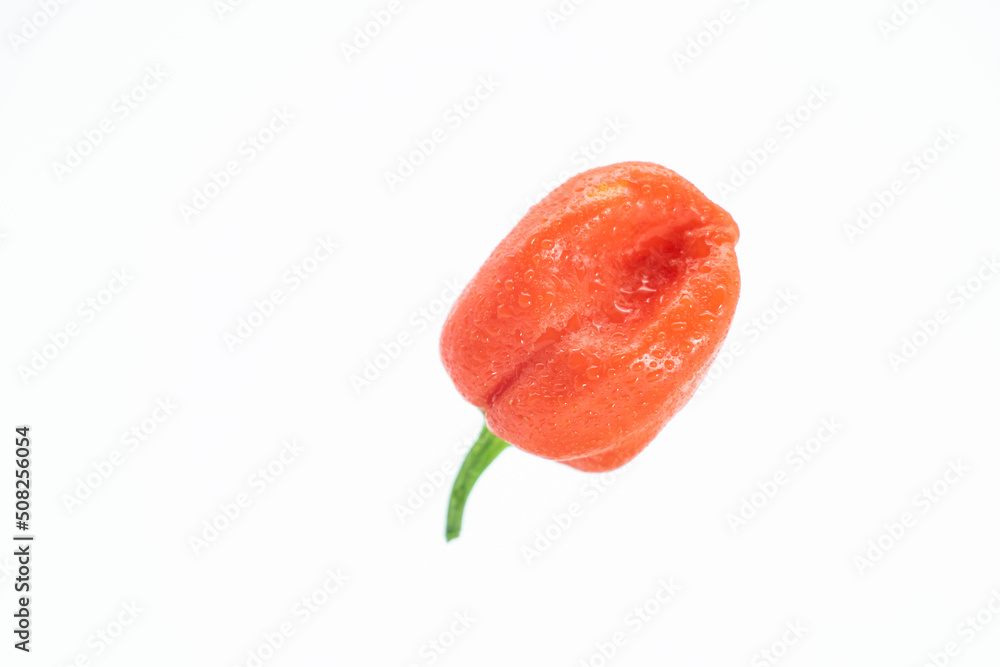 single red chili peppers or naga chili isolate on white background single red chili peppers or naga chili isolate on white background