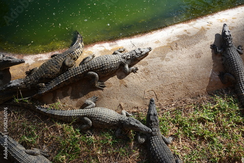 Krokodile zusammen am Wasser