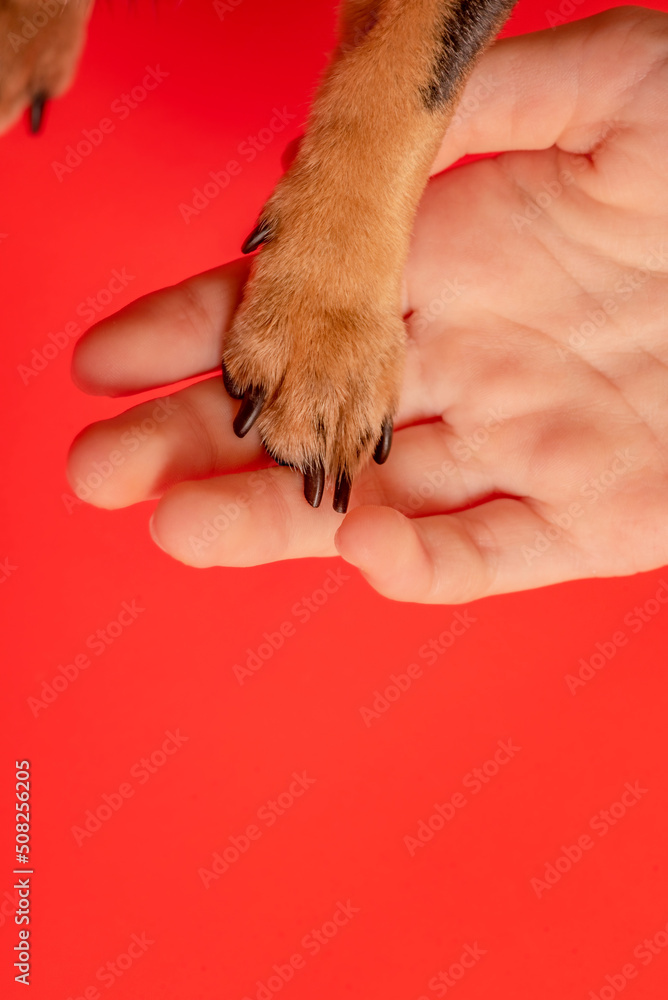 Brown paw of a little dog on a red background. Macro photo of paws. Brown paw of a little dog on a red background. Macro photo of paws.
