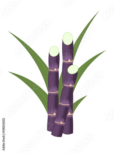 Vector illustration of sugarcane, isolated on white background, suitable as a packaging label for processed sugarcane products.