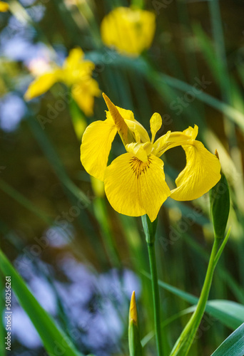 Yellow flower Iris pseudacorus (yellow flag, yellow iris) on blurry green background. Selective focus close-up nature shot in spring garden.  Landscape for any wallpaper. There is place for text