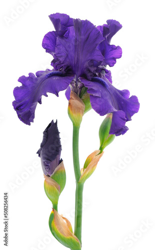 Iris flower isolated.