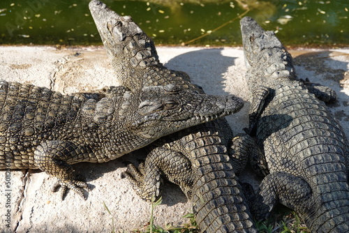 Krokodile übereinander