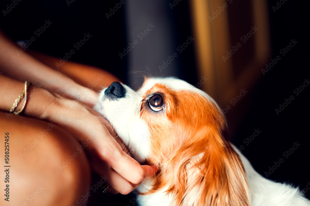 Cute European woman with a Cavalier King Charles Spaniel dog. Woman holding and hugging a small dog