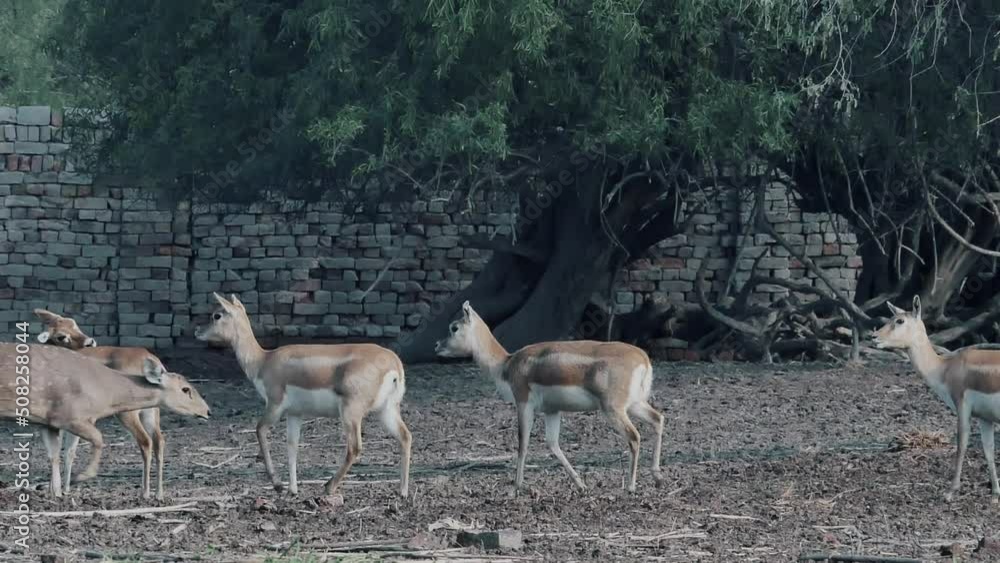 Slow motion shot of baby deer walking in the muddy field near the river. Slow motion shot of baby deer walking in the muddy field near the river.