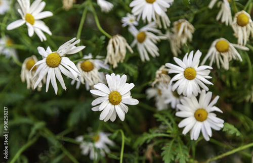 Colored daisies bouquet