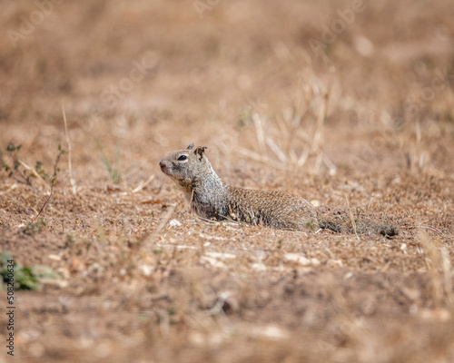 A California ground squirrel (Otospermophilus beecheyi) sits on the ground at Lake Cachuma in Santa Barbara county, CA.