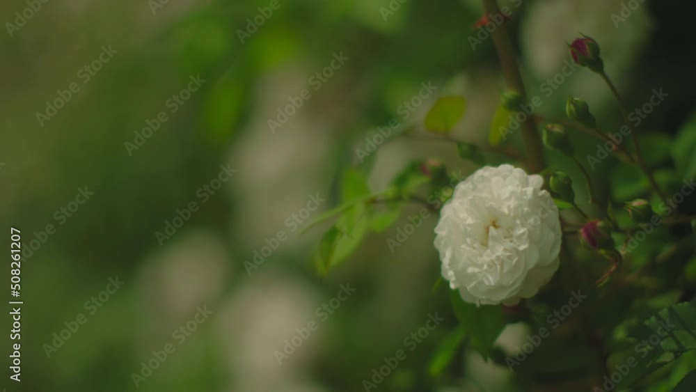 Close up slow focus of flower bush to white flower isolated in Hampshire Close up slow focus of flower bush to white flower isolated in Hampshire