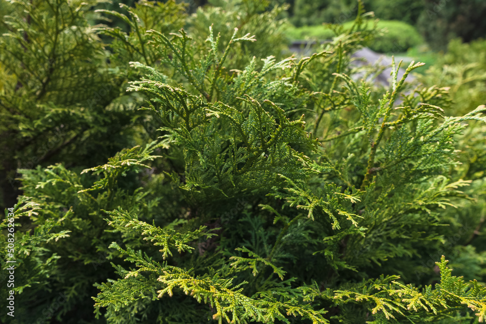 tuja branches at springtime