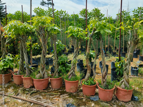 MUAR, MALAYSIA -MAY 4, 2022: Tropical plants are grown in a plant nursery. The large size of the nursery can accommodate a large number of plants. Sorted by species and grade. photo