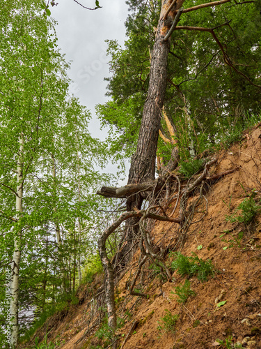 young birch on a hill against the background of a clear sky    