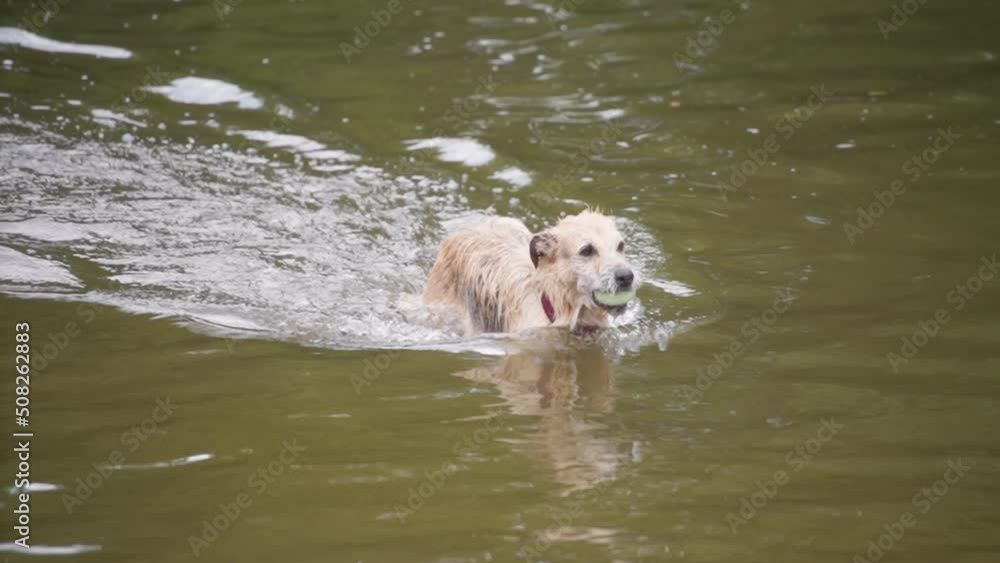 A dog swimming in the lake after catching a ball. Slow motion. A dog swimming in the lake after catching a ball. Slow motion.