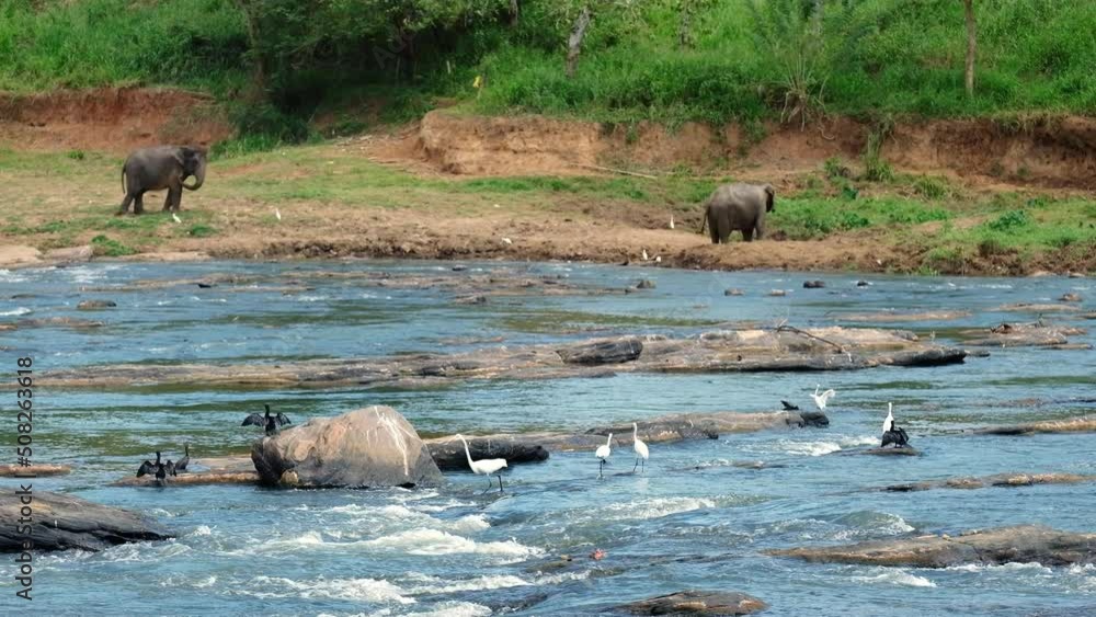 4K herons and ducks flying near river with elephants drinking in background. Animals preservation, indigenous environment, natural park concept. 4K herons and ducks flying near river with elephants drinking in background. Animals preservation, indigenous environment, natural park concept.
