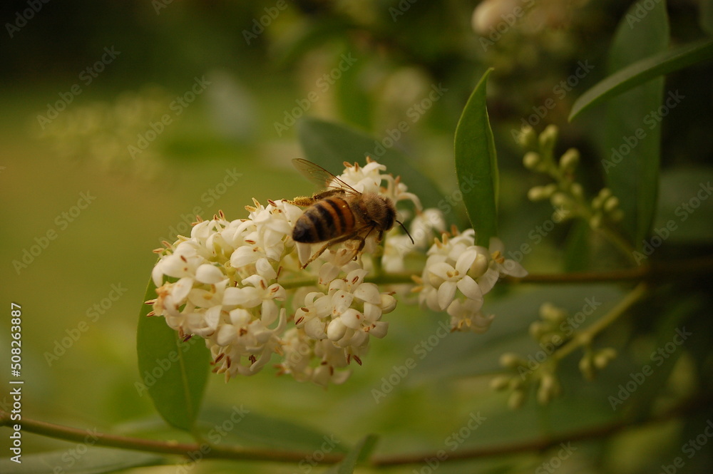bee on a flower bee on a flower