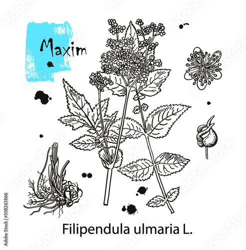 Maxim. Filipendula ulmaria. Vector hand drawn herb. Botanical plant illustration. Vintage medicinal herb sketch.