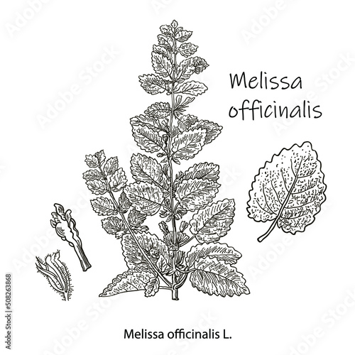 Melissa Officinalis branch with leaves and flowers isolated on white background. Medical herbs collection. Hand drawn vector illustration engraved.