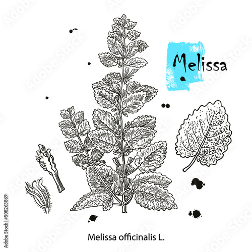 Melissa Officinalis branch with leaves and flowers isolated on white background. Medical herbs collection. Hand drawn vector illustration engraved.