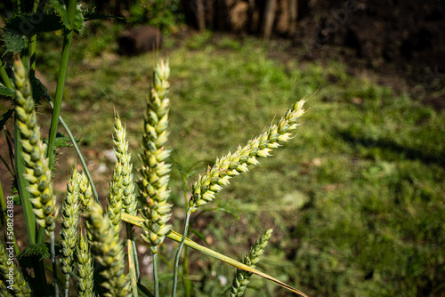 espigas de trigo verdes photo