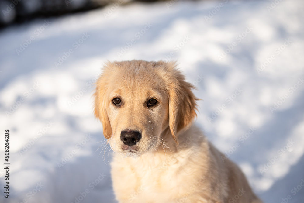 Cute golden retriever puppy playing in the snow